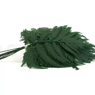 Foug&egrave;re Plume stabilis&eacute;e