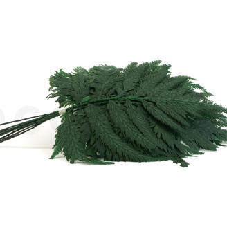 Helecho de Pluma Preservado - Verde