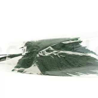 Foug&egrave;re Plume stabilis&eacute;e