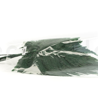 Helecho de Pluma Preservado - Verde