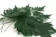 Helecho Pluma preservado 9