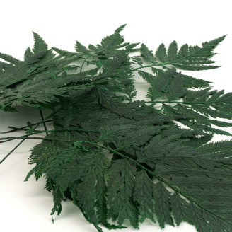 Helecho de Pluma Preservado - Verde