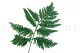 Preserved Ostrich Fern 3