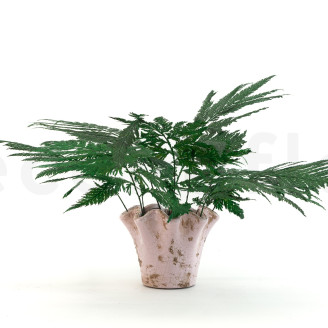 Felce Piuma stabilizzata - Verde