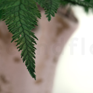 Felce Piuma preservata - Verde