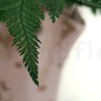 Preserved Ostrich Fern