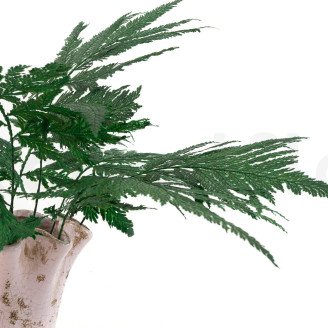 Helecho de Pluma Preservado - Verde