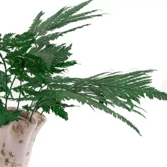 Preserved Ostrich Fern