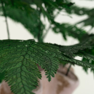 Helecho de Pluma Preservado - Verde