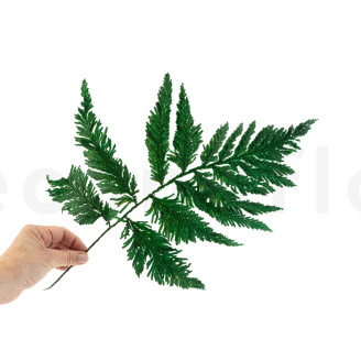 Helecho de Pluma Preservado - Verde