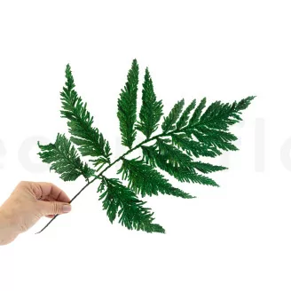 Helecho Pluma preservado