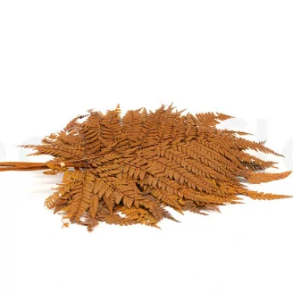 Preserved Leather Fern Brown