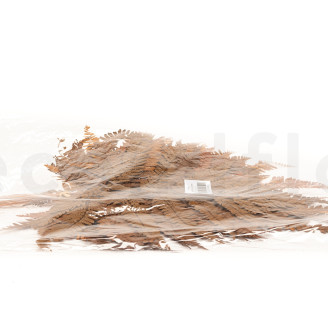 Leather Fern Preserved - Brown
