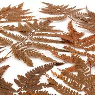 Preserved Leather Fern Brown
