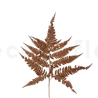 Konservierter Lederfarn - Braun