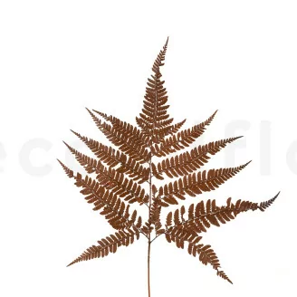 Preserved Leather Fern Brown