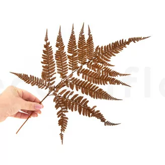 Preserved Leather Fern Brown