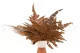 Preserved Leather Fern Brown 6