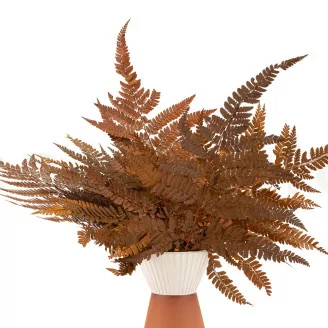 Preserved Leather Fern Brown