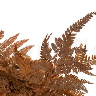 Preserved Leather Fern Brown