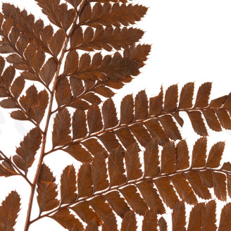 Leather Fern Stabilized - Brown