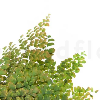 Foug&egrave;re Lutti stabilis&eacute;e Vert