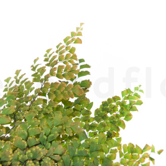 Helecho Lutti Preservado - Verde