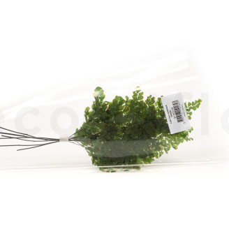 Helecho Lutti Preservado - Verde