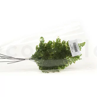 Preserved Lutti Fern Green