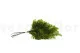 Preserved Lutti Fern Green 10