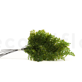Helecho Lutti Preservado - Verde