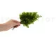 Preserved Lutti Fern Green 7