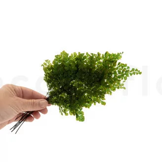 Preserved Lutti Fern Green