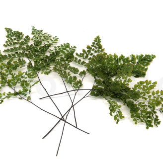 Felce Lutti Preservata - Verde