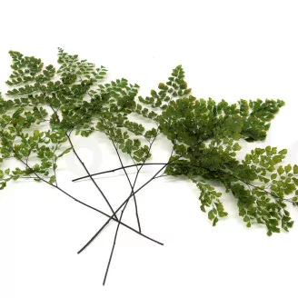 Preserved Lutti Fern Green