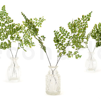 Helecho Lutti Preservado - Verde