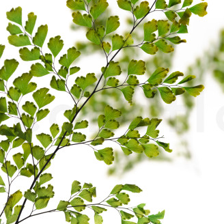 Felce Lutti Preservata - Verde