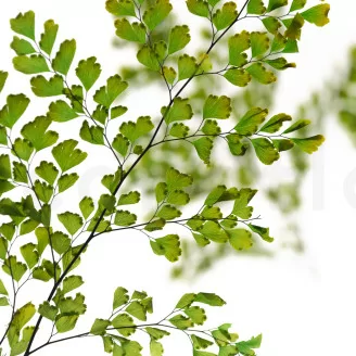 Preserved Lutti Fern Green