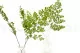 Preserved Lutti Fern Green 4