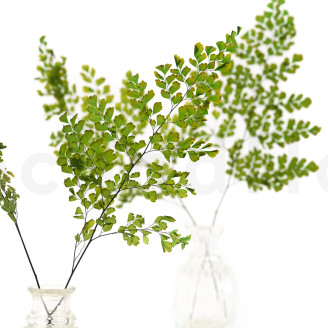 Felce Lutti Preservata - Verde