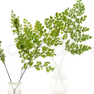 Preserved Lutti Fern Green