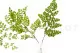 Preserved Lutti Fern Green 6