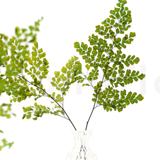 Helecho Lutti Preservado - Verde