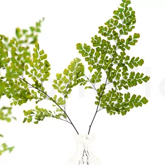 Preserved Lutti Fern Green