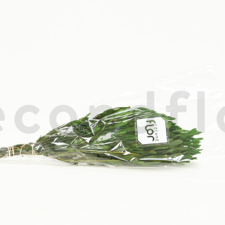 Platy maschio stabilizzato - Mazzo - Verde