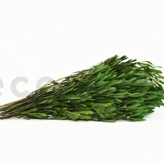 Platy m&acirc;le stabilis&eacute; - Bouquet - Vert