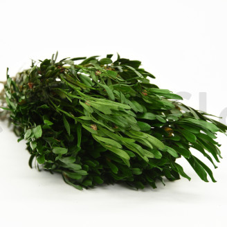 Preserved Platy Male - Bouquet - Green