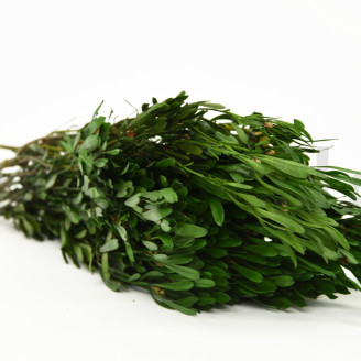 Platy maschio preservato - Mazzo - Verde