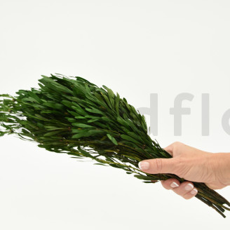 Preserved Platy Male - Bouquet - Green