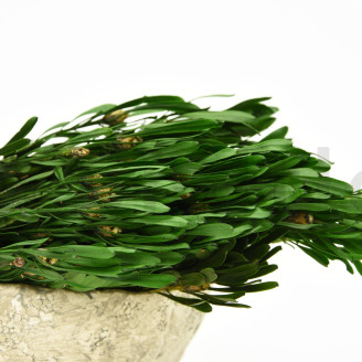 Platy maschio stabilizzato - Mazzo - Verde